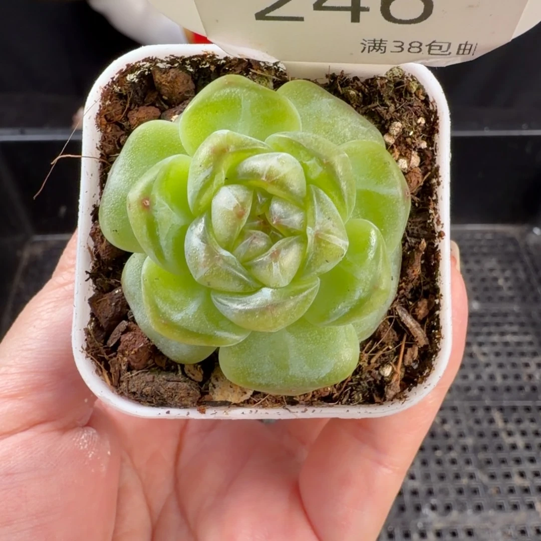 花朵珍妮新品246号