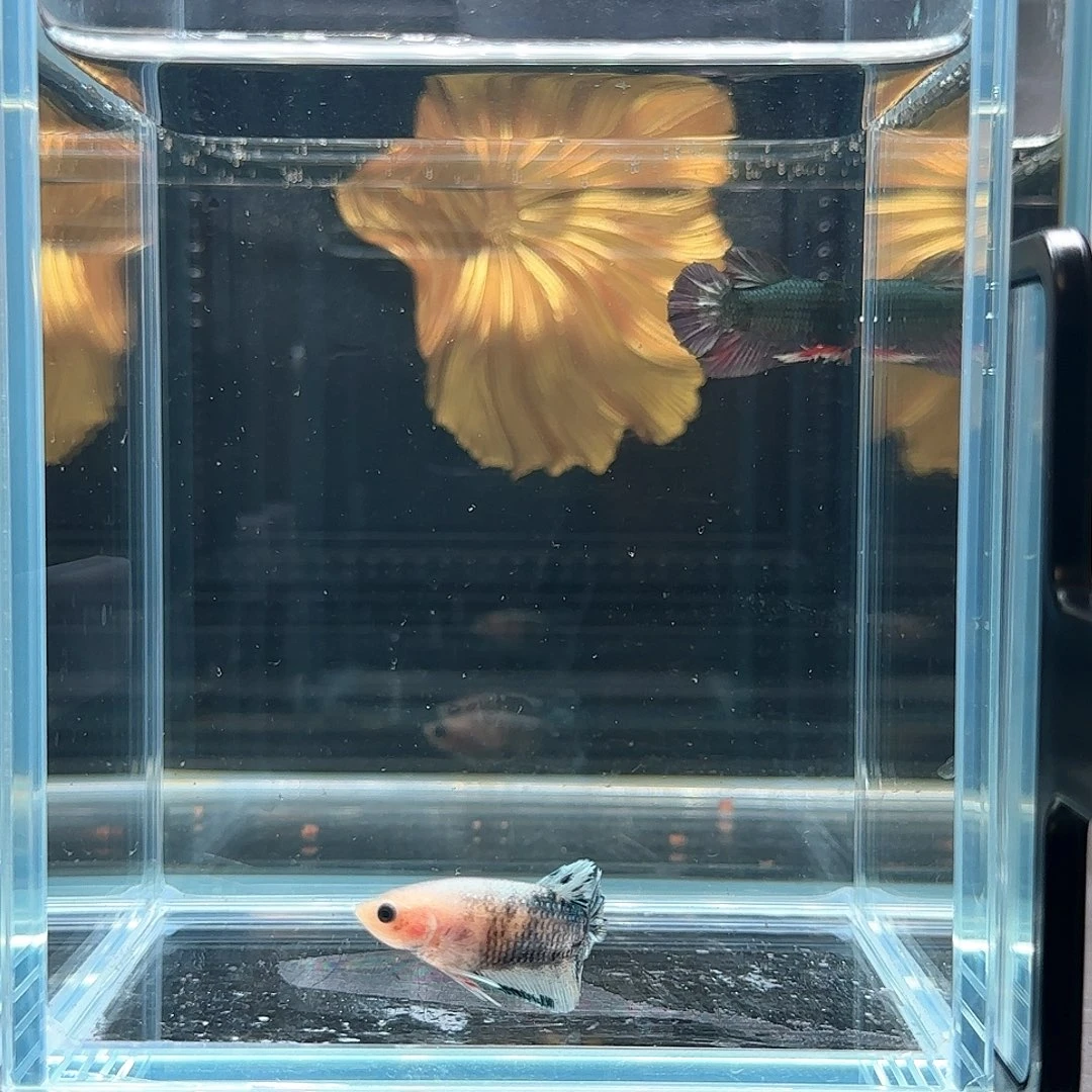 斗鱼活体观赏鱼好养耐活
