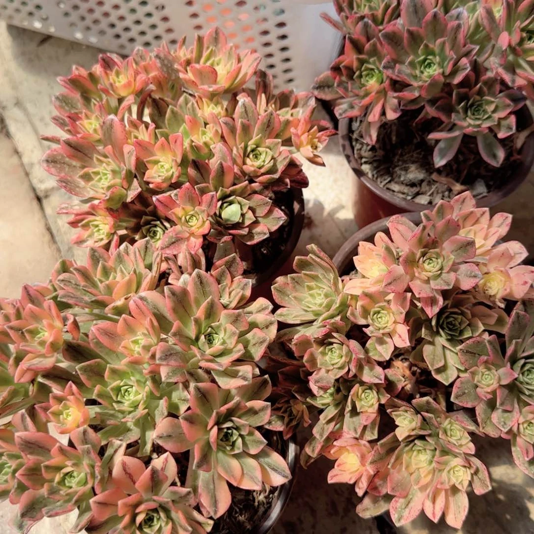 无花朵甜茶特价多肉植物