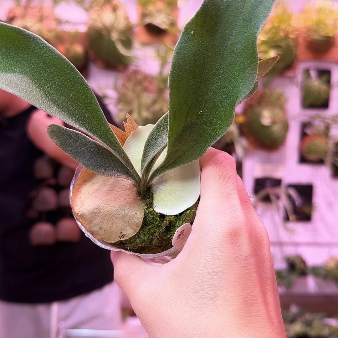 无花朵2010鹿角蕨