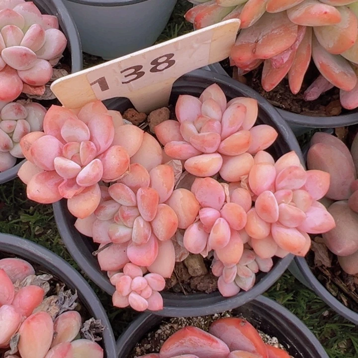 健健康康平平安安