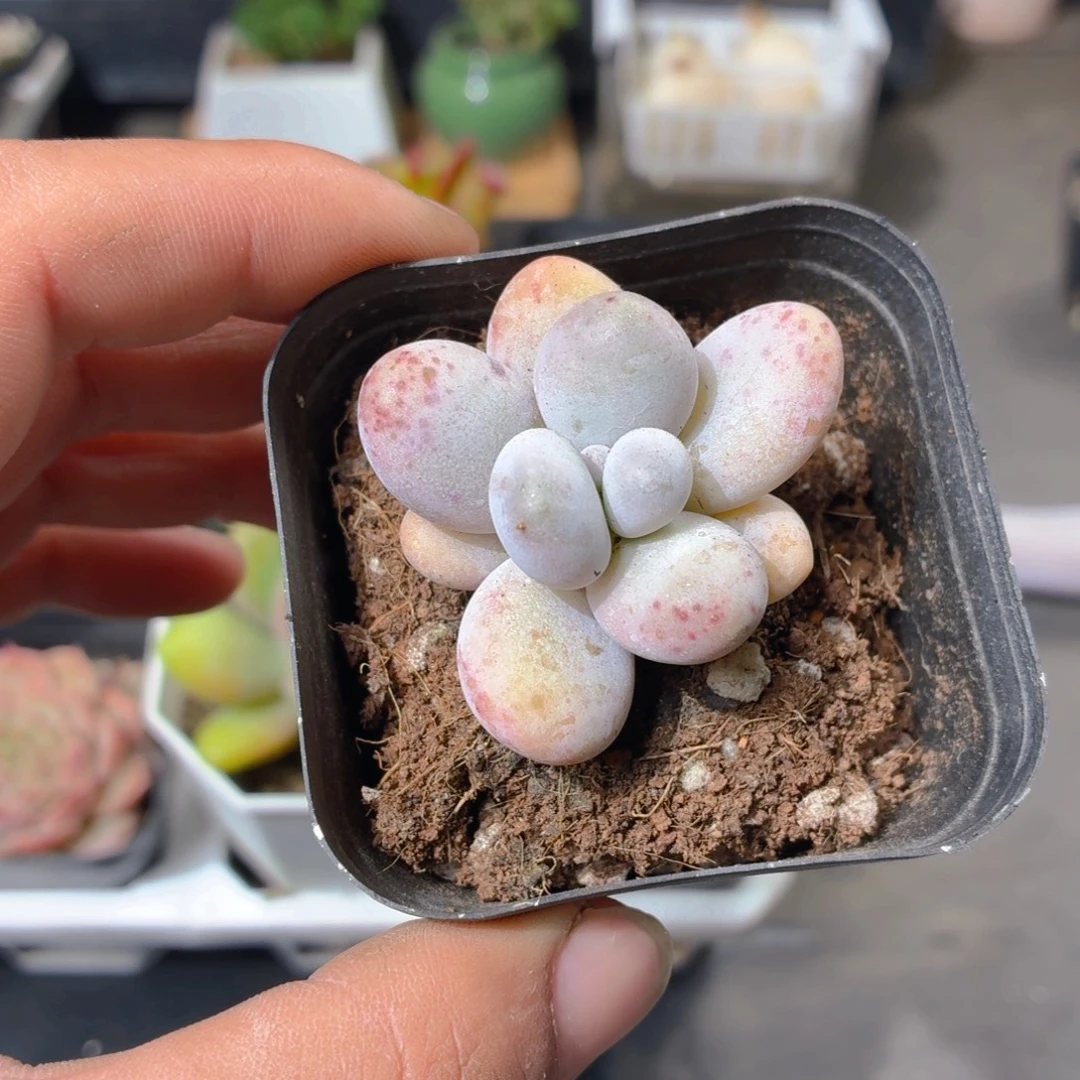 奶酪多肉9.9包邮发货