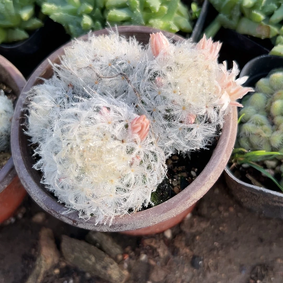 多肉植物白星开花