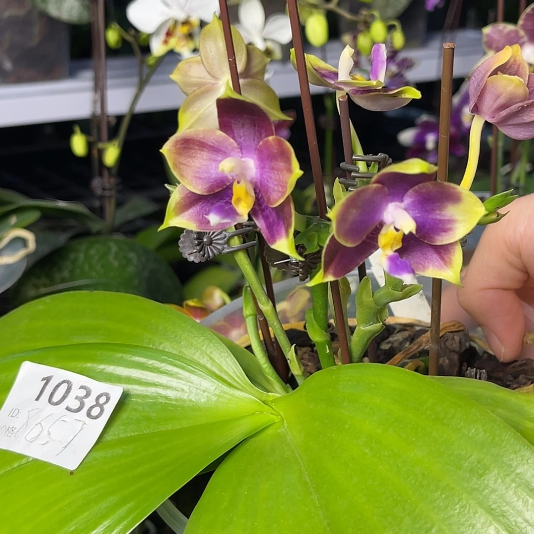 大量花朵（建议范围：8朵-15朵 或40%以上）编号1038蓝企鹅