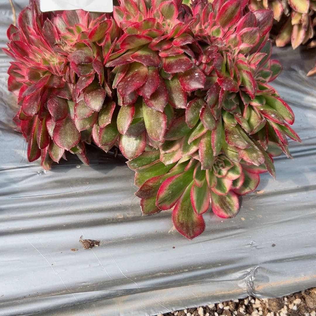 74 号多肉植物法师新号福利