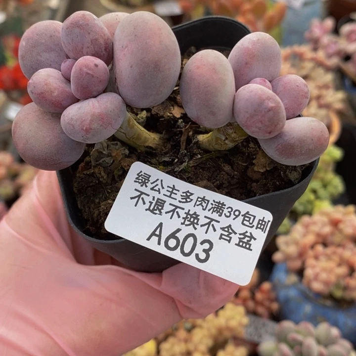 彩虹奶603多肉植物