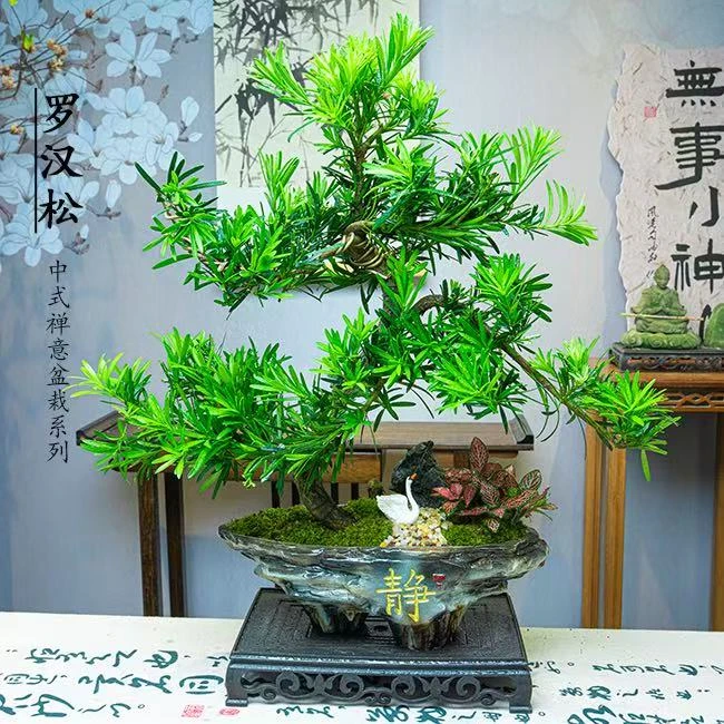 【S弯游龙造型罗汉松】搭配岩层静子盆和接水盘室内高端好养盆栽