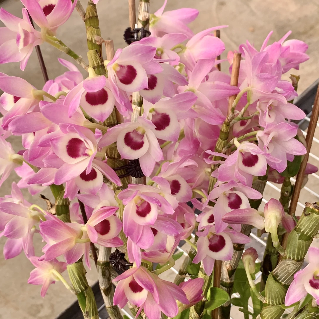 富士山夏季春石斛兰庭院办公室种植阳台窗台易修剪绿植盆栽