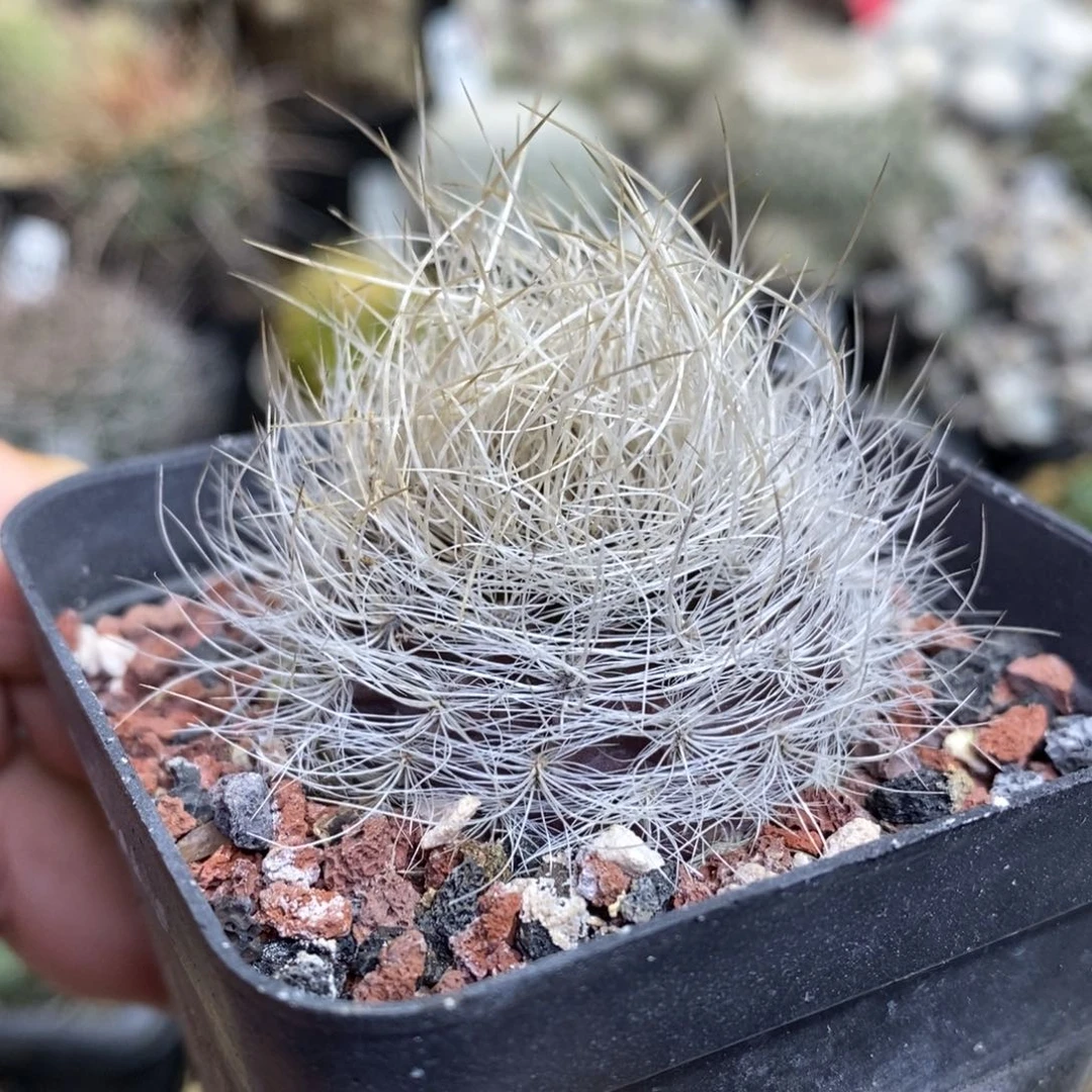 银翁玉。，一物一拍