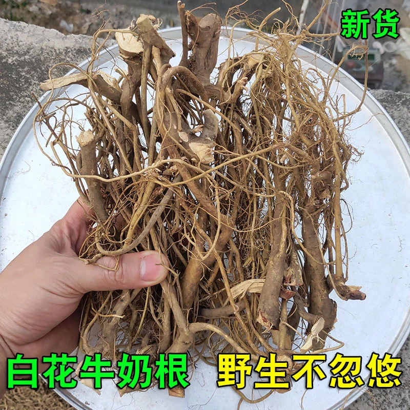 正宗白花牛奶树根250g-500g野生白花牛奶根茎新货竹叶牛乳根包邮