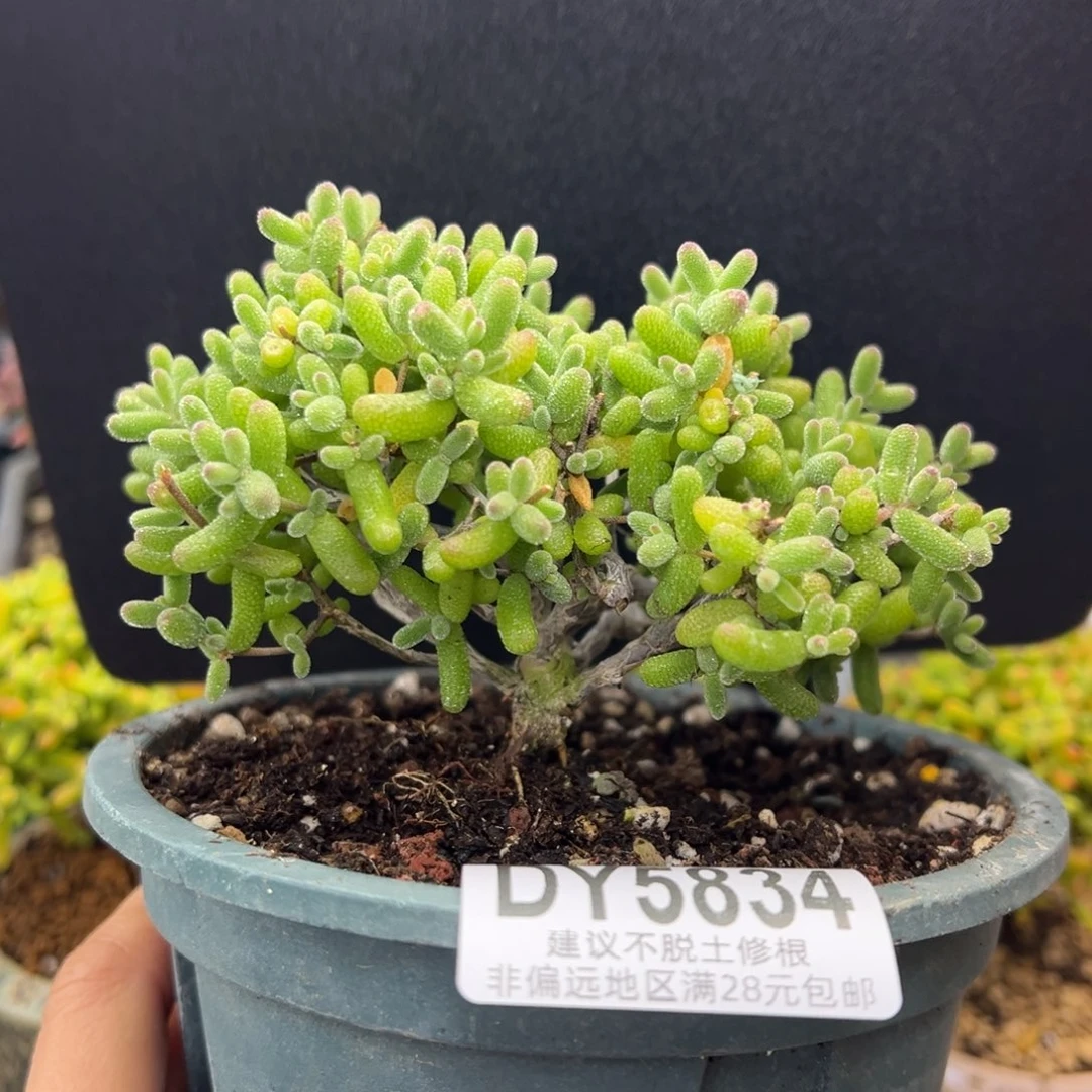 *****dy5834粗腿大老桩冰糖冠幅10.5cm开播炸