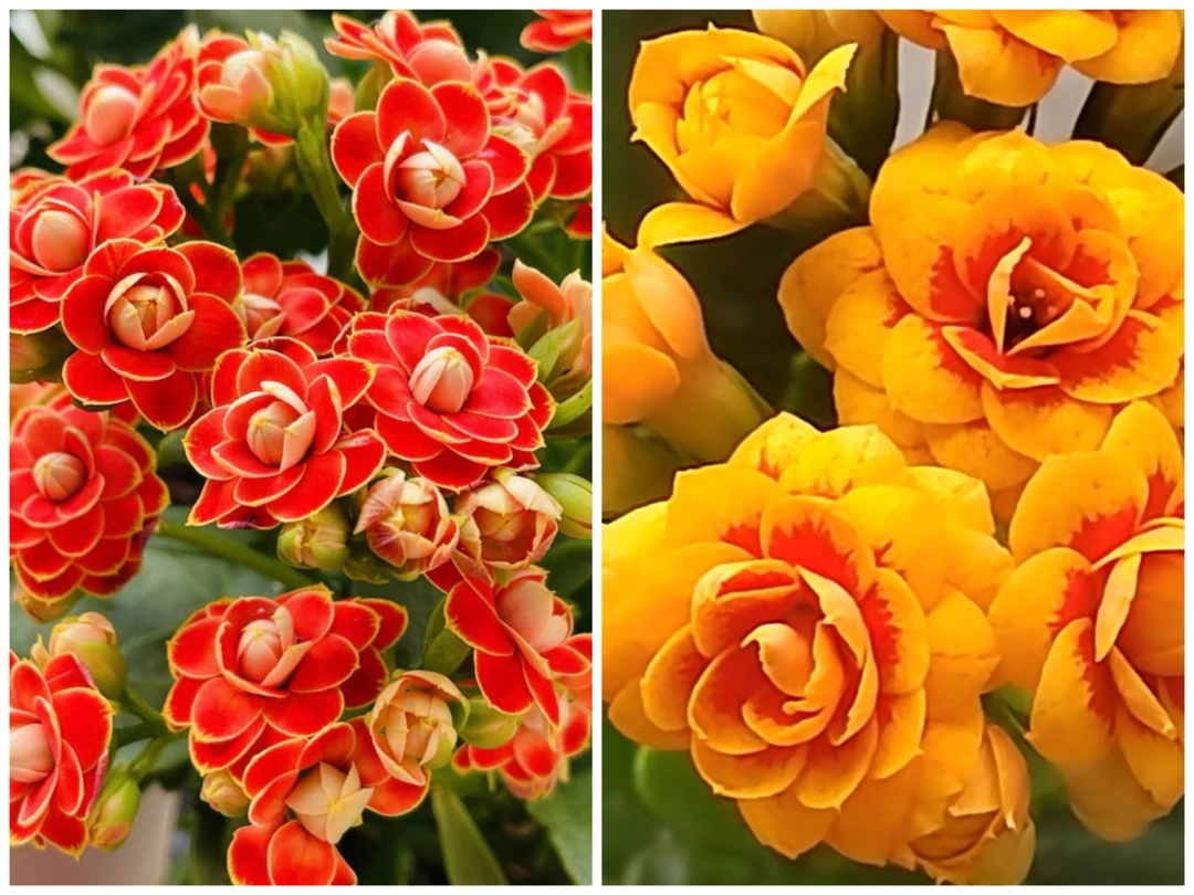 金狐狸十金丝雀长寿花，80盆（有组合）（有单盆）