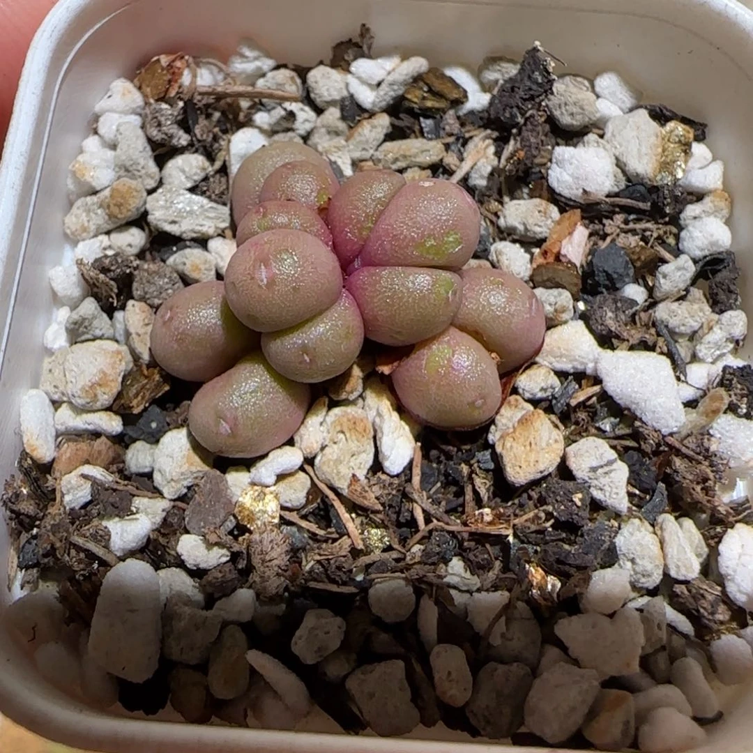 肉锥多肉植物组合-紫葡萄有疤1177