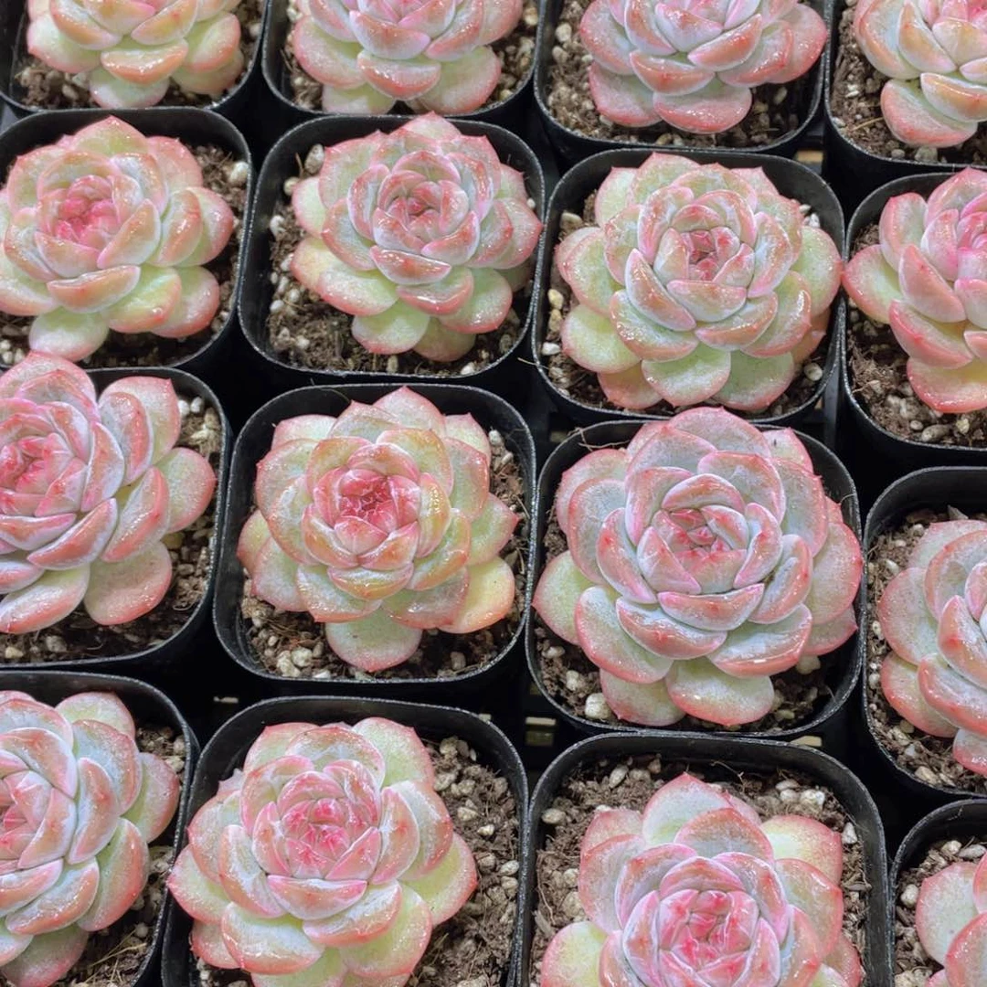 量拍121号 糖心干冰精品单头一个