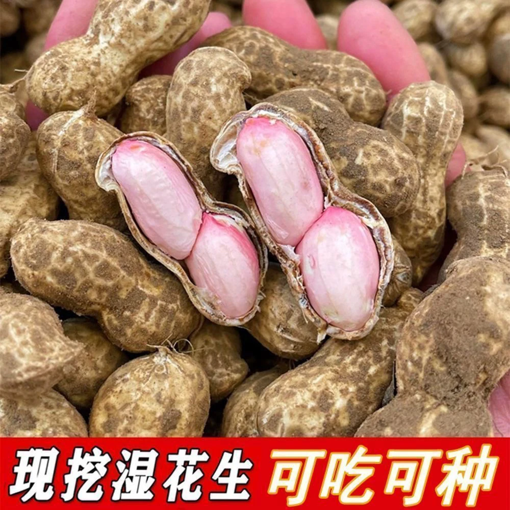 2025新鲜沙地新鲜现挖带壳带泥湿花生可水煮生吃农家自种