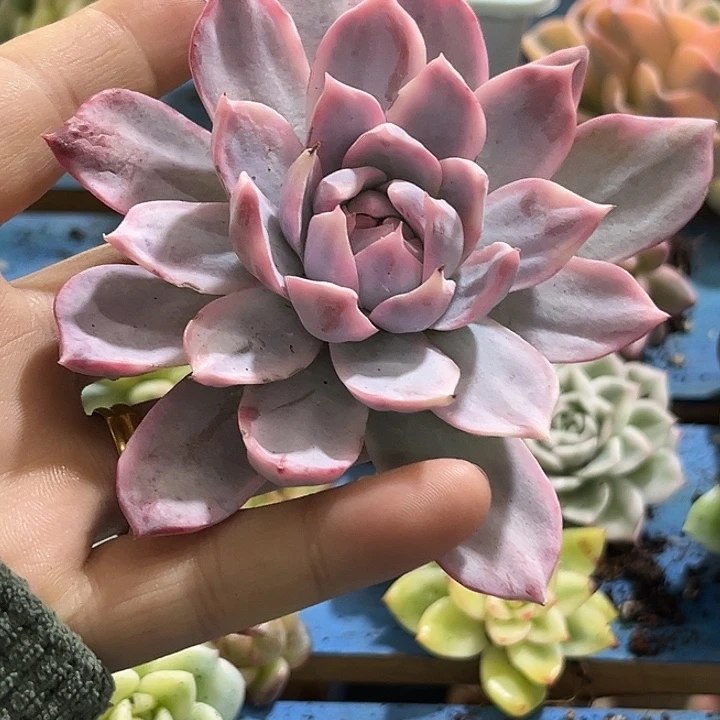 616粉蓝鸟锦炸多肉植物