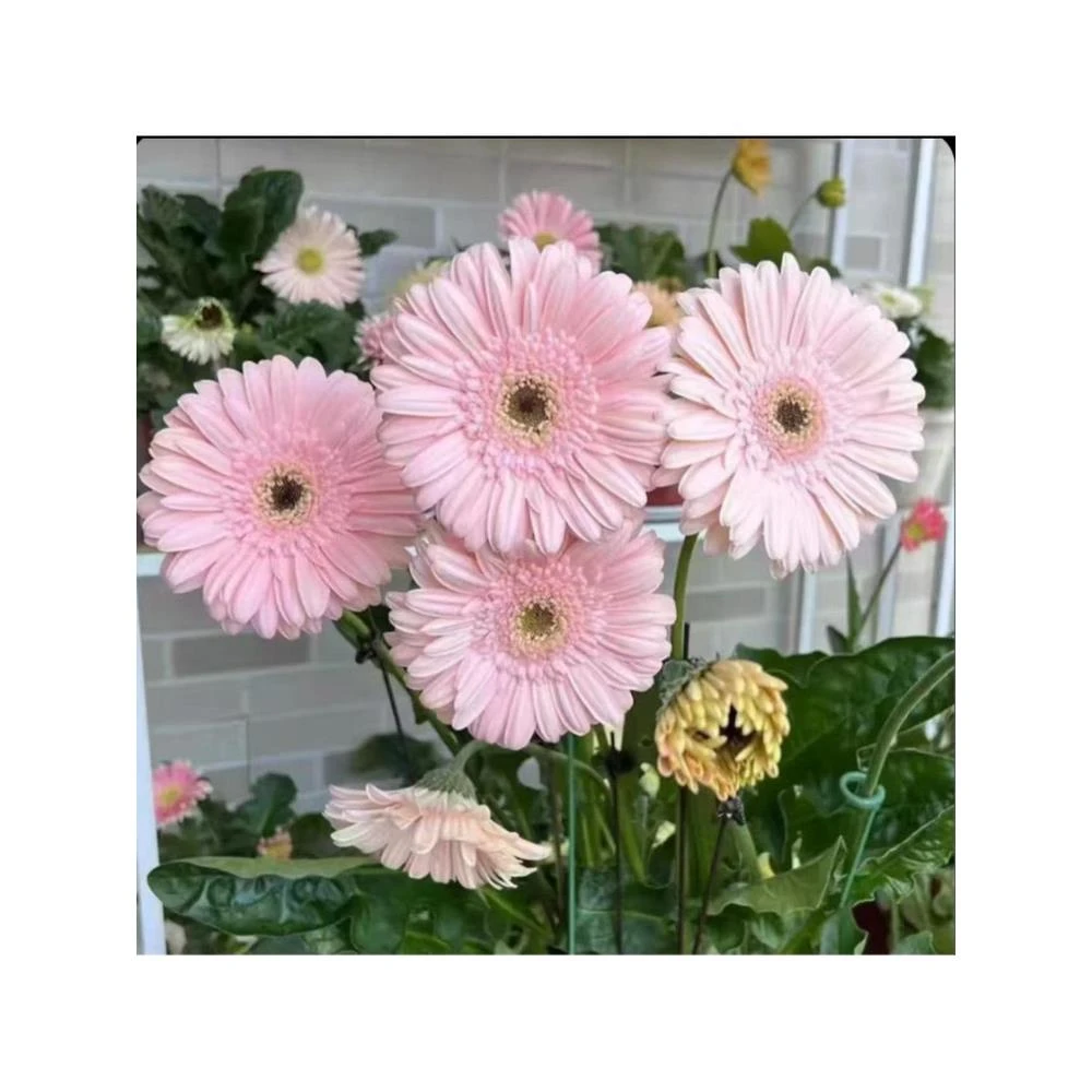 高杆非洲菊 花苗  穴盘苗