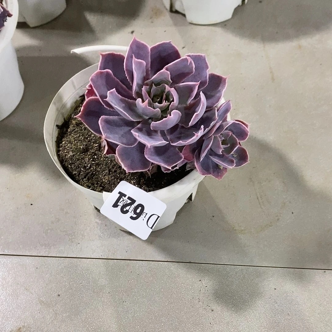 原**我621pink多肉植物