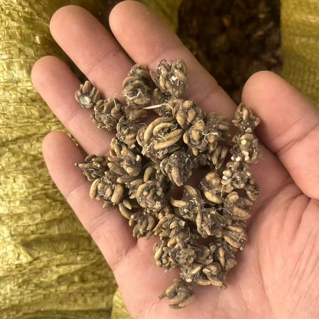 【信阳貓爪草】信阳貓爪草发源地信阳貓爪草干货水洗无硫