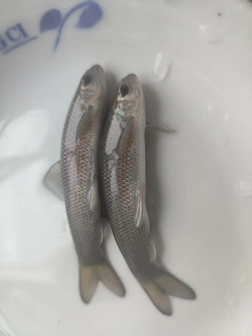 青龙棒，沉香鱼水池鱼缸鱼塘养殖