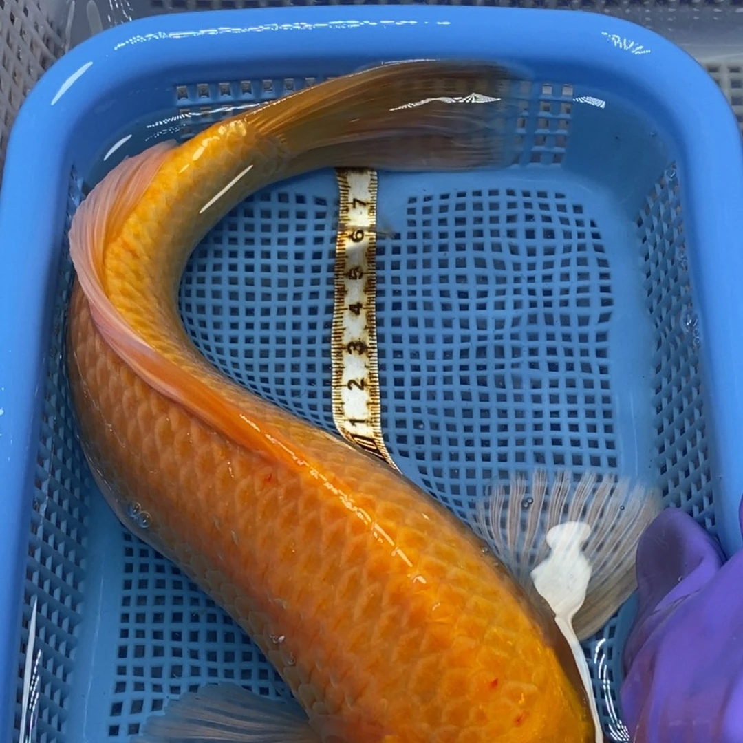 锦鲤冷水锦鲤包邮