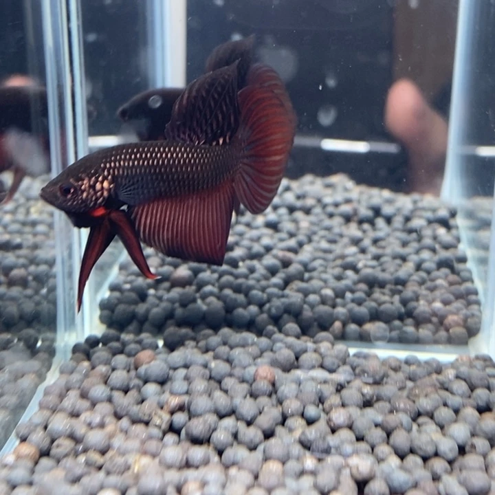 斗鱼泰国斗鱼596号