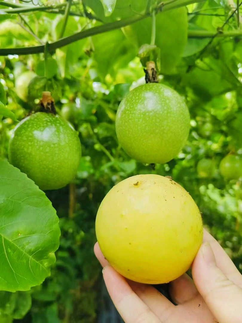 维C小金矿|黄金百香果5斤装·喝出透亮肌