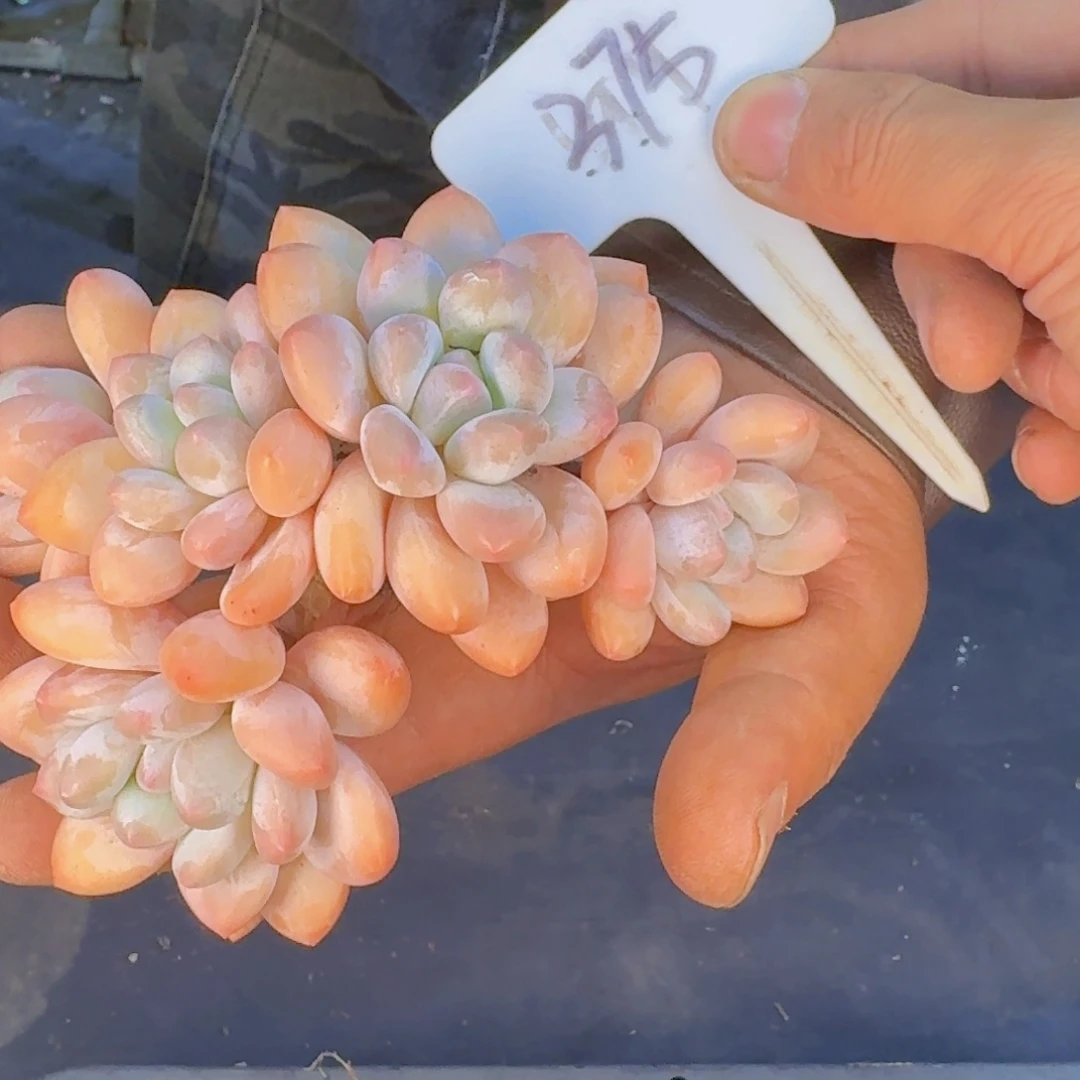 多肉植物的生长发育和