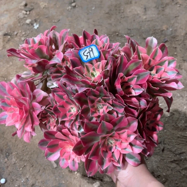 粉女巫丛林朵朵579法师多肉