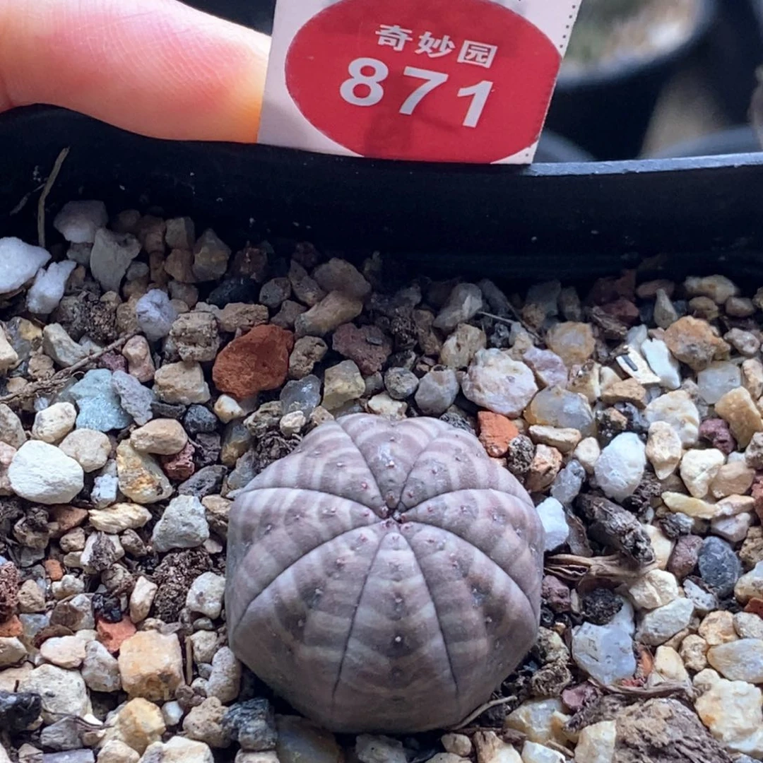 实生白肌神胭脂布纹球2.3cm