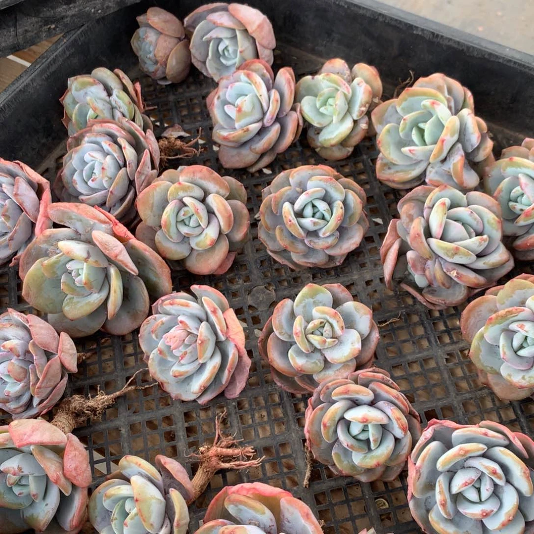 单头韩奶2颗组，随机 售后范围：签收起7头内，录开箱视频