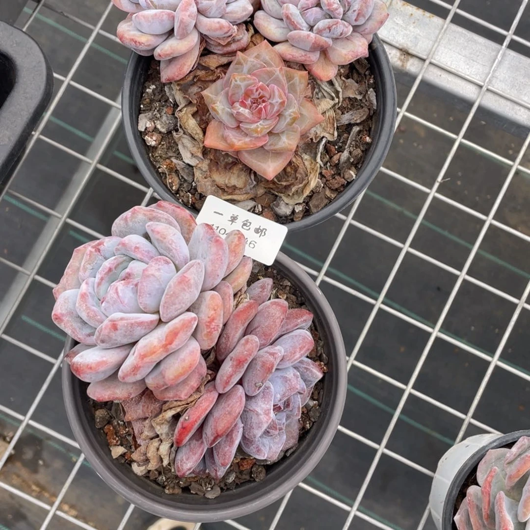 用****51104-46-打包两颗，。。。。，，