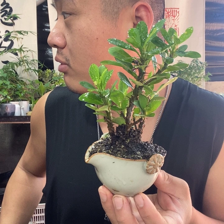 无花朵退款拉黑拉黑175