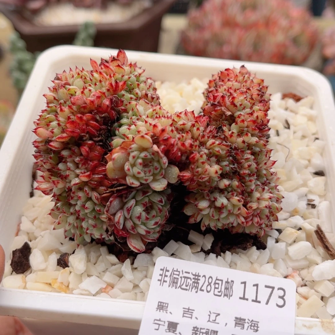 【闪购商品】1173基莲缀