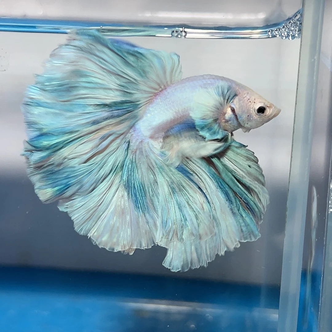 斗鱼42号超大张柔顺的蓝色仙子