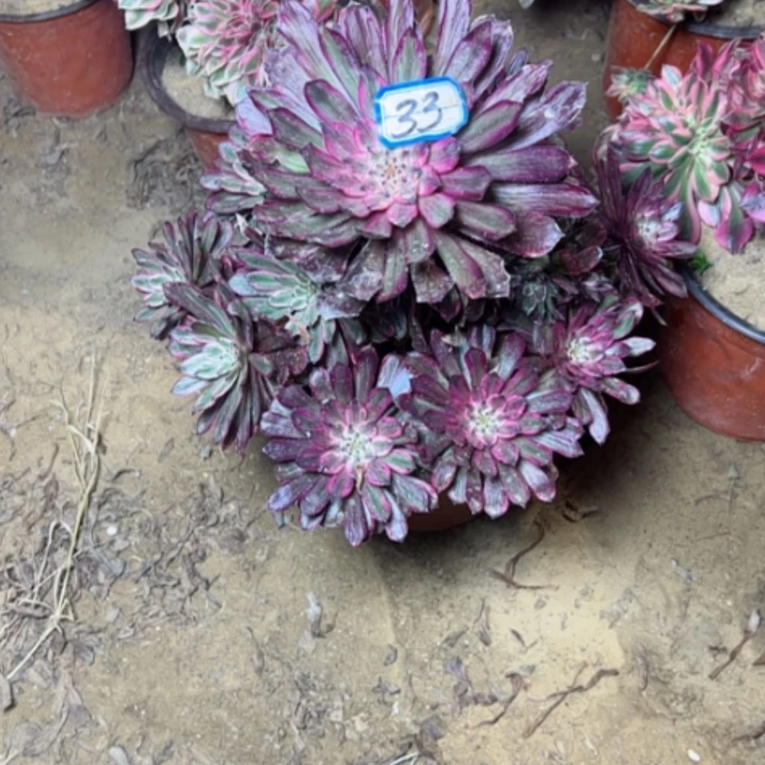 【闪购商品】✎****多肉植物紫霞33