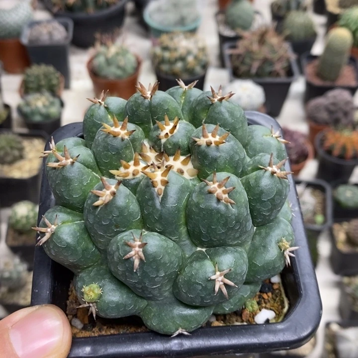 短豪刺象牙特价福利