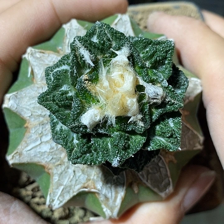 苗接螺旋小疣辛顿。425号