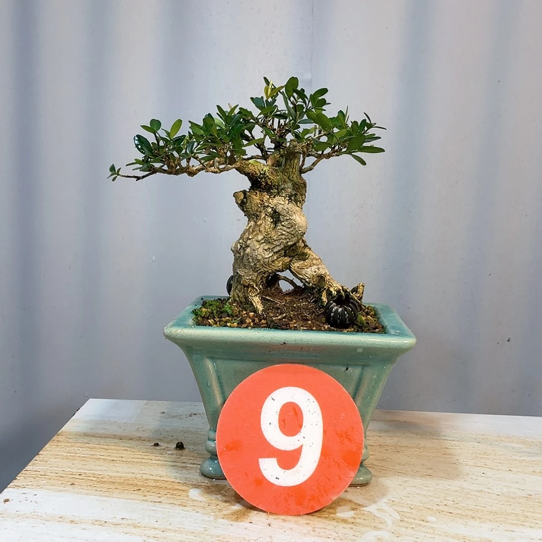 木谦**取海岛黄杨脱盆