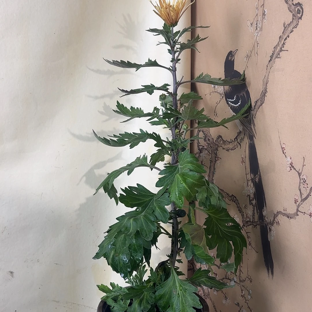 全部花朵H66666666