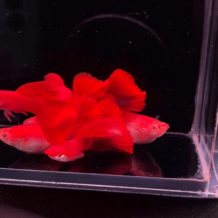 大***风孔雀鱼精品血红大背3对