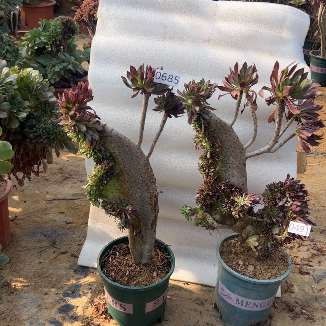 有伤两颗黑缀685.491高度40