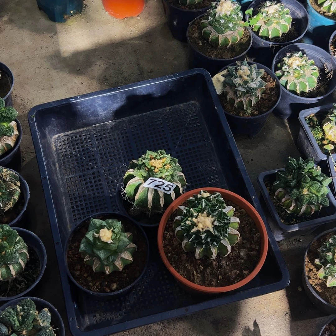 鸭***子无花朵一筐福利725