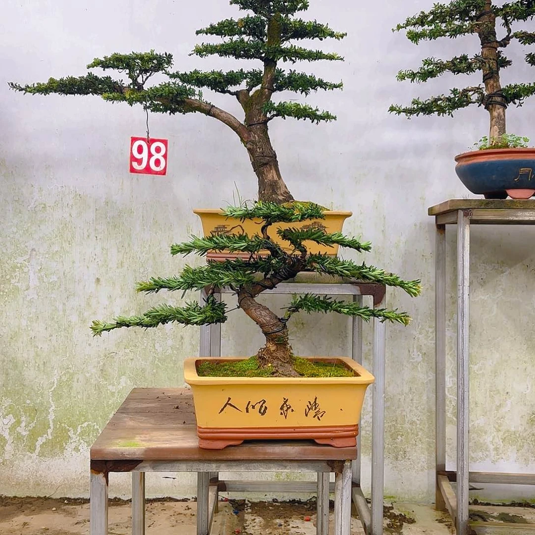 木小叶罗汉松带盆