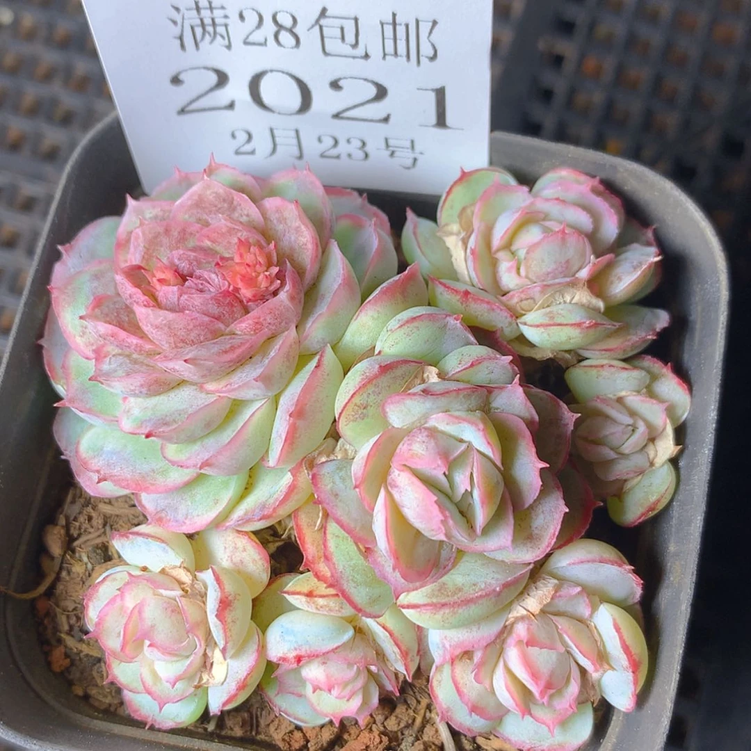 【闪购商品】云2021