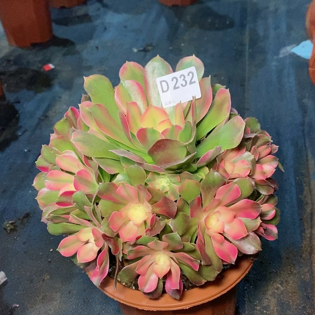 香妃232炖肉1111111