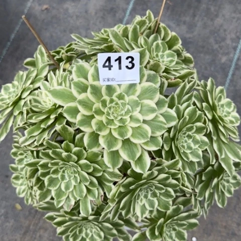 413碧浪30厘米左右