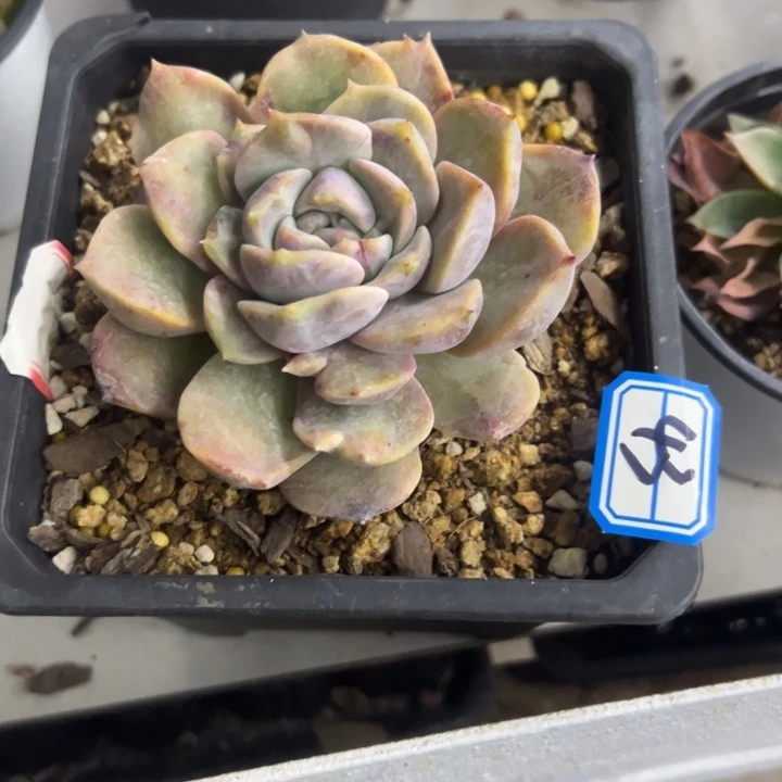 希***嘻一物一拍费欧纳多肉43