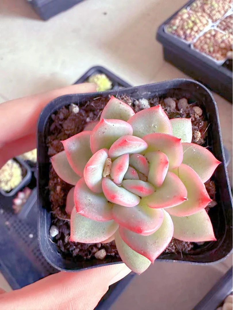 唇膏多肉植物（满9.9元包邮发货）