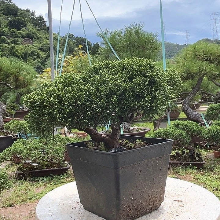 无花朵济州真柏黑盆盆景